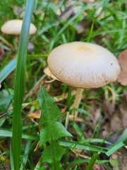 Basidiomycota