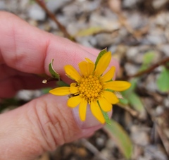 Grindelia scabra