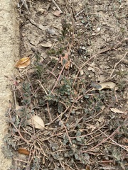 Euphorbia prostrata