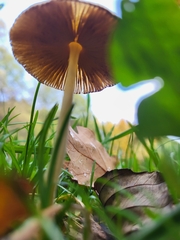 Basidiomycota