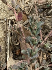 Euphorbia prostrata