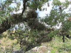 Myrtillocactus geometrizans
