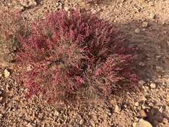Salsoleae