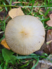 Basidiomycota