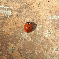 Coccinella septempunctata