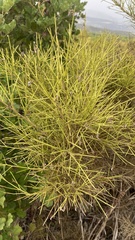 Russelia equisetiformis