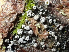 Proliferodiscus pulveraceus