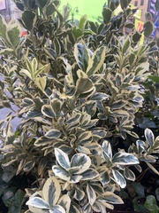 Euonymus