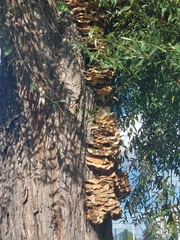 Laetiporus sulphureus