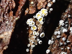 Proliferodiscus pulveraceus