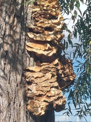 Laetiporus sulphureus