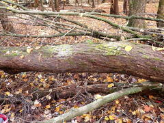 Proliferodiscus pulveraceus