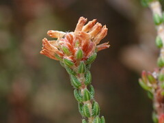 Smooth Heath (Erica glabella)