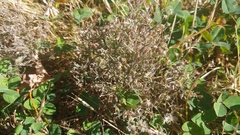 Erigeron divaricatus