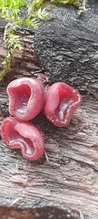 Auricularia auricula-judae