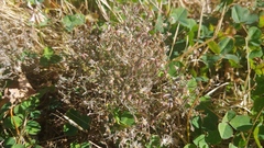 Erigeron divaricatus