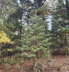Abies concolor