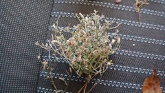 Erigeron divaricatus