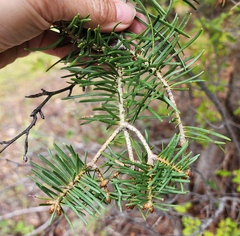 Abies concolor