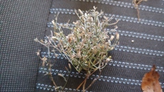 Erigeron divaricatus