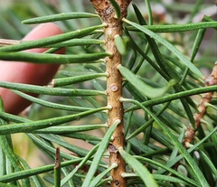 Abies concolor