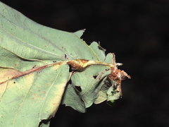 Andricus quercuspetiolicola