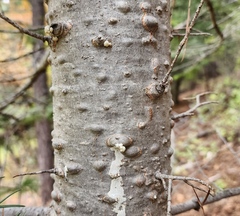 Abies concolor