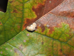 Druon quercusflocci