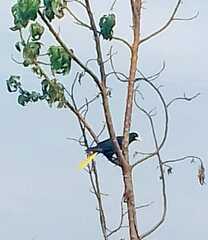 Psarocolius decumanus