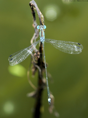 Lestes tenuatus