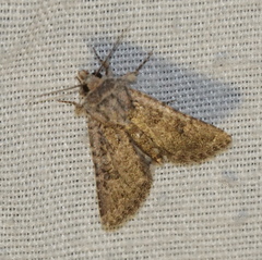 Protorthodes alfkenii