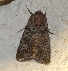 Protorthodes alfkenii