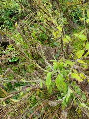 Verbena urticifolia