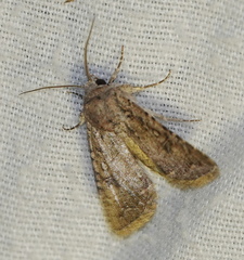 Protorthodes alfkenii