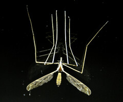 Epiphragma