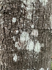 Lepraria finkii