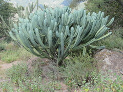 Myrtillocactus geometrizans