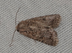 Protorthodes alfkenii