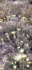 Leucadendron nitidum