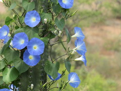 Ipomoea tricolor