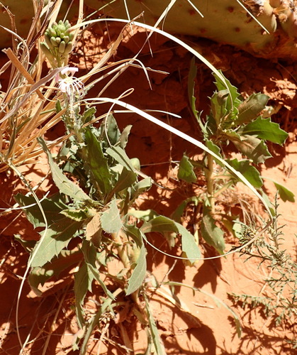 Image of Oenothera cinerea by (c) Nicola van Berkel, some rights reserved (CC BY-SA)
