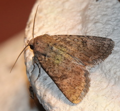 Protorthodes alfkenii