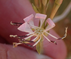 Oenothera cinerea
