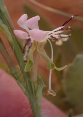 Oenothera cinerea