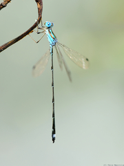 Lestes tenuatus