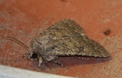 Protorthodes alfkenii