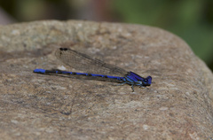 Argia extranea