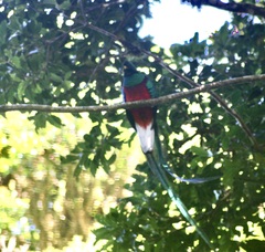 Pharomachrus mocinno