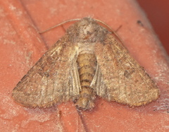 Protorthodes oviduca