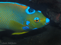 Holacanthus ciliaris